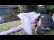 Dog Scratch 733